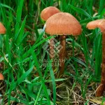Jangan Tertipu oleh Gemerlap Dunia