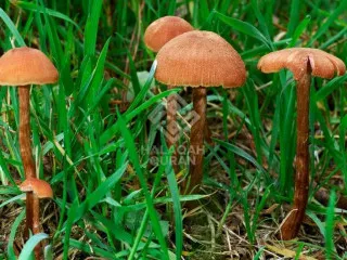 Jangan Tertipu oleh Gemerlap Dunia
