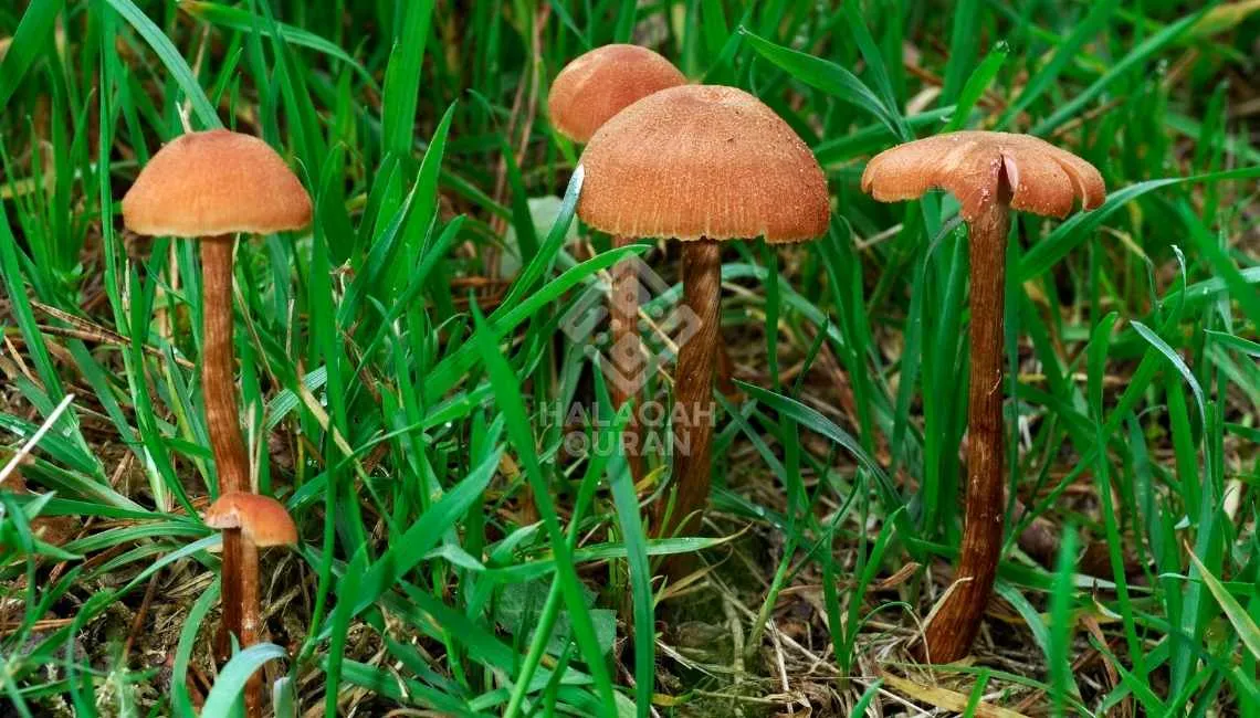 Jangan Tertipu oleh Gemerlap Dunia